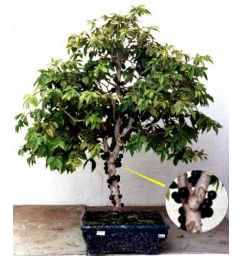 2 Coco Anão + 1 Jabuticaba Hibrida ( Mudas )