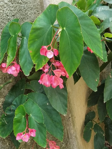 Muda De Begonia Maculata | Parcelamento sem juros