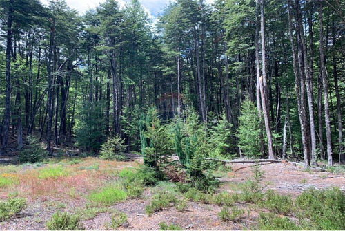 Parcelas Bosques De Palguin - Pucón