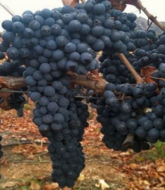 Imagen 8 de 10 de Agrícola En Venta En Pumanque Con Viñedo