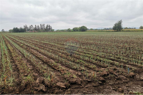 Imagen 3 de 14 de Vendo 1 Hectárea (10.000 Mt2) En Pelarco -talca