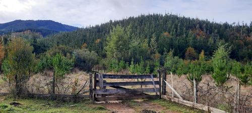 Terreno Forestal Plantado