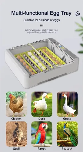 Incubadora Huevos 36 Hhd Cont Automatico Temperatura Volteo