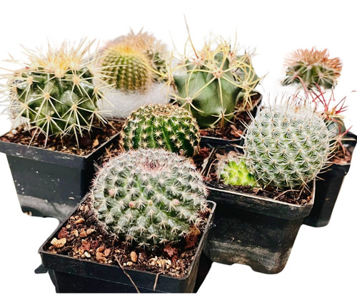 10 Originales Cactus En Maceta De 3  Variados.