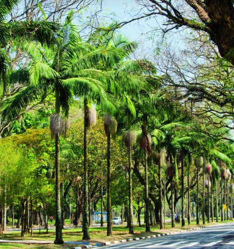 Palmera Seofortia O Real Australiana Dobles 1,70 De Alto Verde