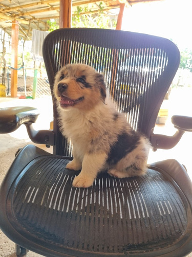 Perros Pastor Ovejero Australiano 