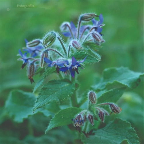 Semillas Organicas De Borraja! Ideal Para Huerta Y Jardín!!!