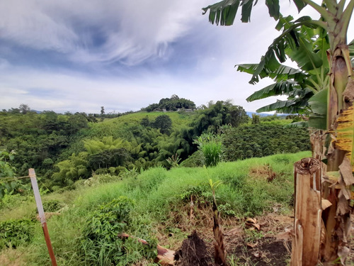 Lote En Venta En Arabia - Pereira (279059189).