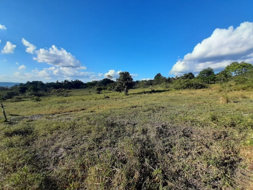 Imagem 5 de 27 de Fazenda Com 377 Tarefas Em Morro Do Chapéu - Bahia - Afd015 - 70334233