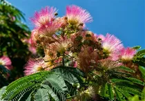 Comprar Semillas De Arbol De Plantas Raras Mas De 100 Semillas De Ar