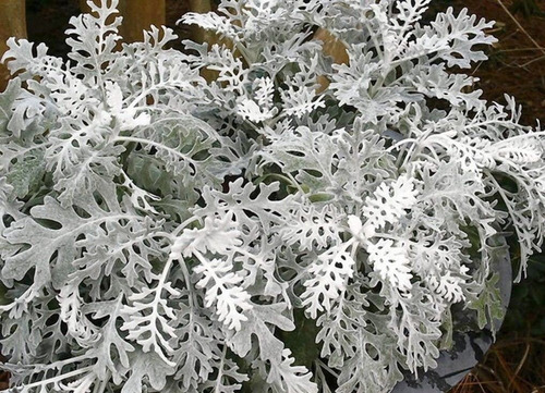 Semillas De Cineraria Maritima Organicas Ideal Huerta Maceta