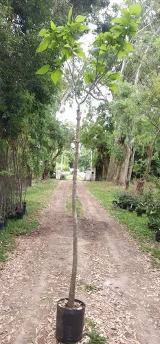 Catalpa Bungei De 2,5 M - Ideal Sombra