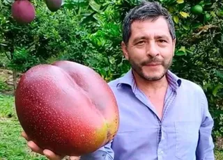 Mango Tommy Petacon Gigante No Semilla Arbolitofrutal Envió