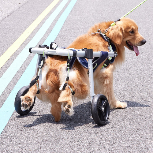Silla De Ruedas Para Perros Discapacitados Ajustable Talla M