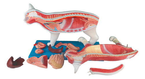 Anatomia Gato Em 11 Partes