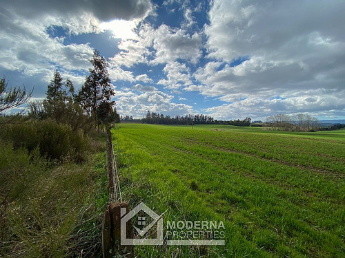 Campo 964 Ha. Con Uva, Forestal Y Forraje