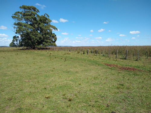 Imagen 11 de 30 de Latorre Prop Vende Campo De 34 Hectareas En Cobo