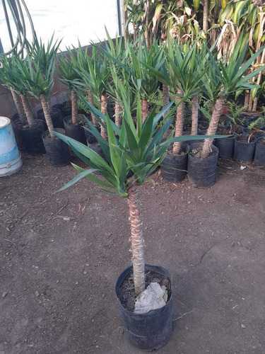 Yuca Gloriosa, Palo Tropical