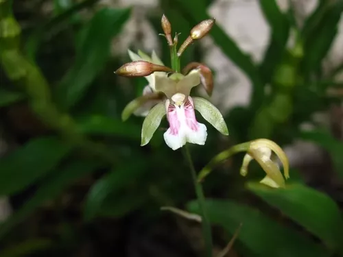 03 Mudas De Oeceoclades Maculata - Orquídea Terrestre | MercadoLivre