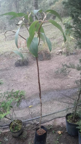 Kit Mudas - Cerejeira Sakura E Quaresmeira Roxa