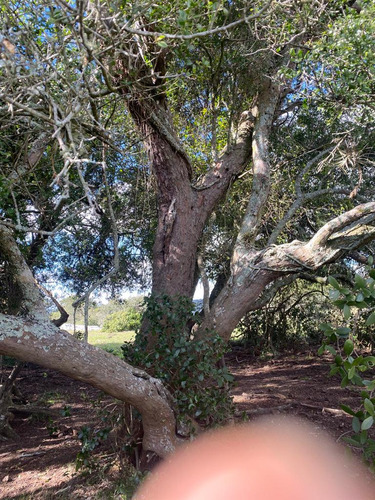 Oportunidad Chacras 5 Hectareas En Maldonado. Sierras De Aigua, Ruta 109. Con Arroyo, Cañadas, Monte Nativo.