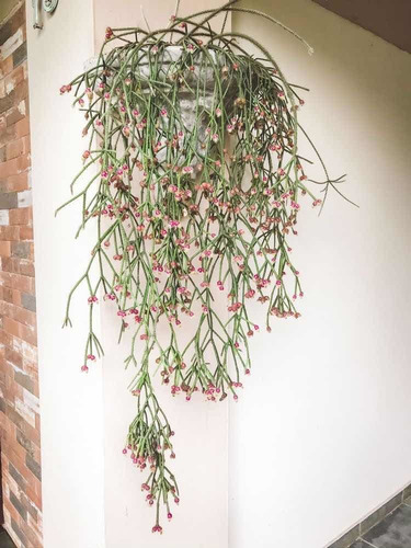 Imagen 1 de 5 de Rhipsalis Pilocarpa - Planta Exótica