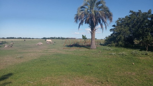 Imagen 9 de 15 de Venta,de Importante Campo En Roberto. J. Payro, Partido De Magdalena.