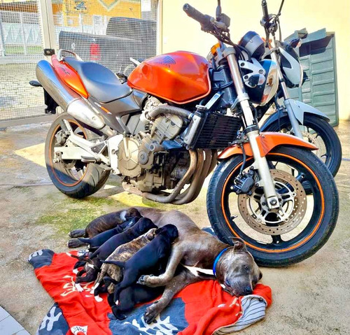 Imagem 6 de 7 de Honda Hornet
