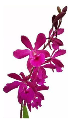 Orquídea Epicattleya Yucatan Magenta Planta Adulta
