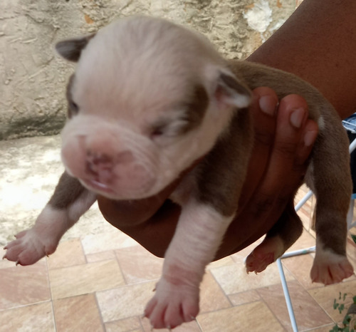 Vende-se Filhotes De Olde Bulldog Inglês