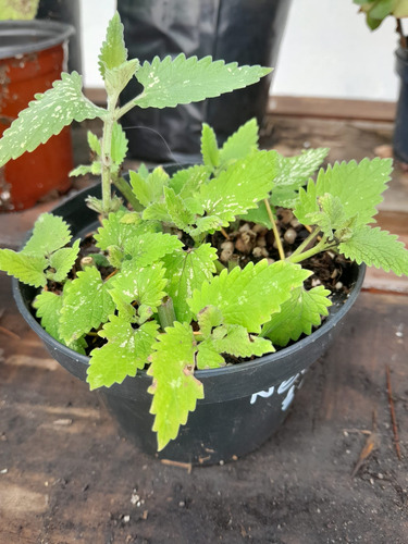 Planta Nepeta Cataria, Hierba De Gatos Misvegetalesorganicos