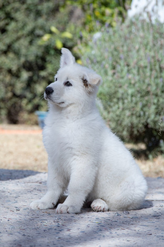 Cachorros Pastor Blanco Suizo 