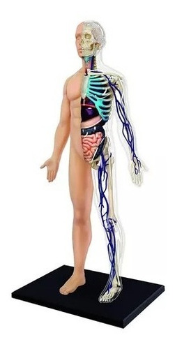 Imagen 1 de 4 de 4d Vision Human Anatomy Modelo Torso Humano Medio 626203