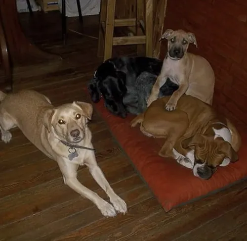 Guardería Canina, Sin Cañiles Ni Jaulas. Del Viso