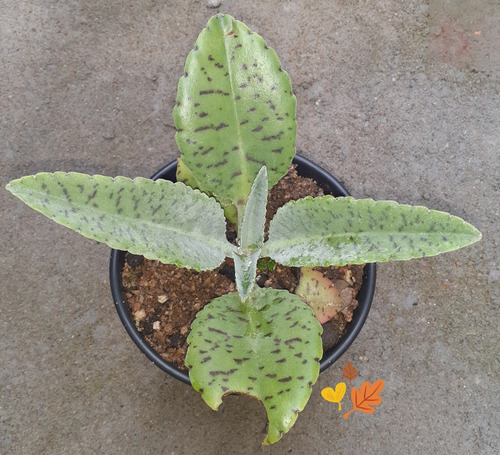 Suculenta Orelha-de-burro ( Kalanchoe Gastonis-bonnieri)