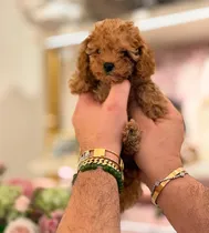 Comprar Cachorros Caniches Mini Toy Los Más Lindos