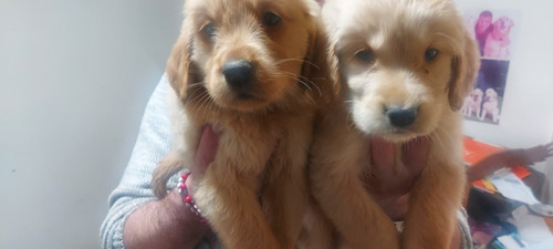 Cachorros Golden Compro 