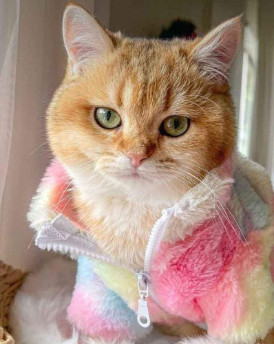 Suéter Chaqueta Para Mascotas Gatos Colorido Arcoiris Tie-dy