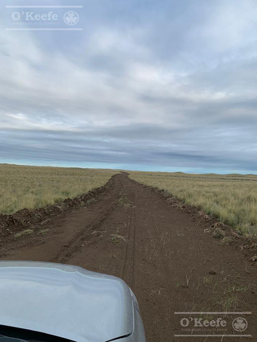 Campo De Cría/recría 74.000 Has. Para 8800 Madres, Armado En Mendoza