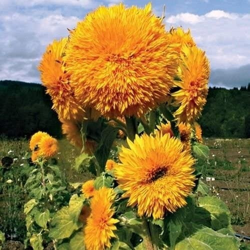 Semillas - Girasol Sungold