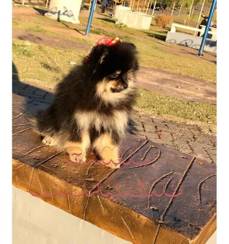 Filhotes De Spitz Alemão