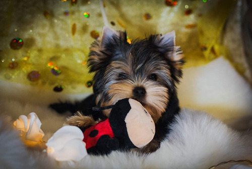 Imagen 1 de 4 de Yorkshire Terrier Macho Sangre Russa 100%