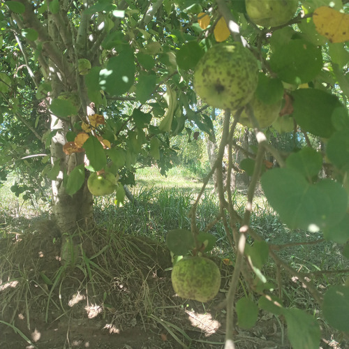 Vinagre De Sidra De Manzana 2l- Orgánico- Vidrio- C/la Madre