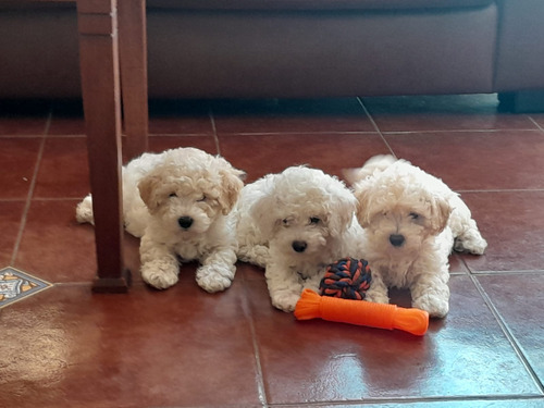 Cachorros Poodle 