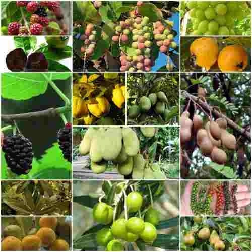 Jazmin Arabigo Madagascar Limon Eureka Kaffir Guayaba Membri