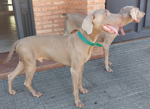 Weimaraner Servicio De Monta