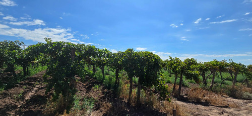 Venta Finca El Carrizal