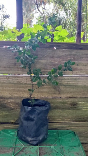 Coronilla Arbol