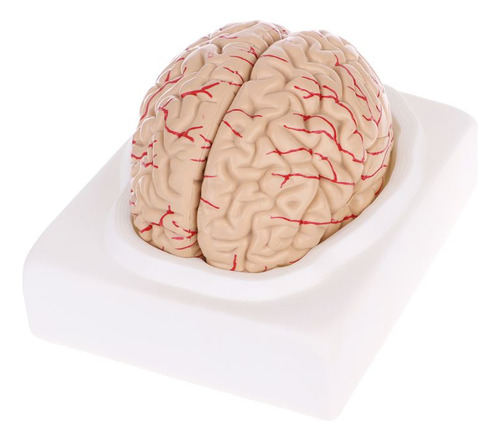 Desmontado Modelo Anatómico Cerebro Humano Anatomía Médica T