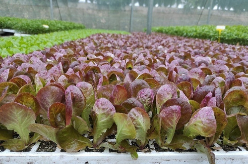 Imagen 2 de 4 de Semillas Lechuga Manteca Maravilla 4 Estaciones Muy Tierna